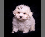Small #5 Maltese