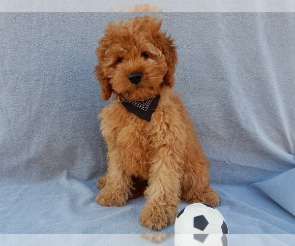 Medium Photo #5 Cockapoo Puppy For Sale in MILLERSBURG, OH, USA