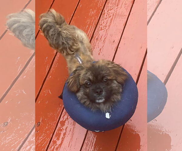 Medium Photo #7 Pekingese-Unknown Mix Puppy For Sale in East Derry, NH, USA