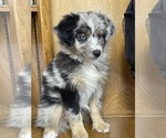 Small #5 Miniature Australian Shepherd