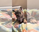 Puppy Puppy 2 cream French Bulldog