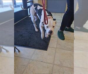 Mutt Dogs for adoption in Norfolk, VA, USA