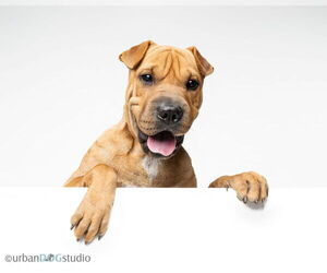 Medium Chinese Shar-Pei Mix