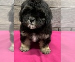 Small Photo #1 ShihPoo Puppy For Sale in RICHMOND, IL, USA