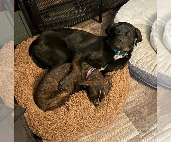 Medium Photo #2 Mutt Puppy For Sale in Canton, CT, USA