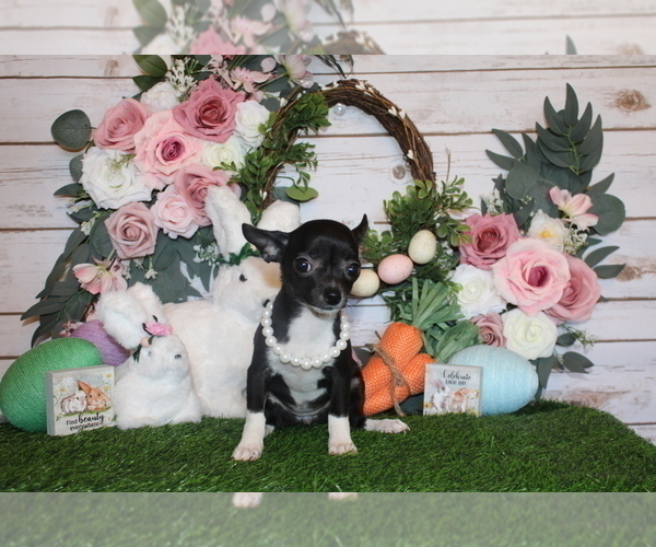 Medium Photo #4 Chihuahua Puppy For Sale in CHARLESTON, AR, USA