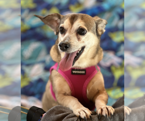 Dachshund Mix Dog for Adoption in Weston, Florida USA