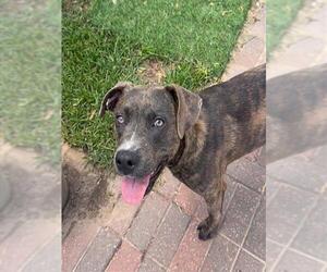 Labrador Retriever Dogs for adoption in Sugar Land, TX, USA