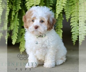 Shih-Poo Puppy for sale in GORDONVILLE, PA, USA