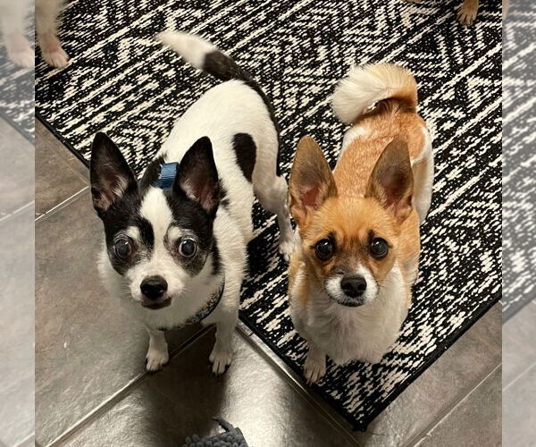 Medium Photo #10 Chihuahua Puppy For Sale in Minneapolis, MN, USA