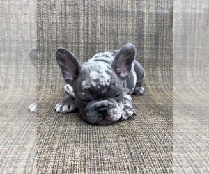 French Bulldog Puppy for sale in HOUSTON, TX, USA