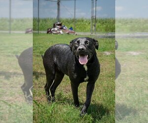 Mutt Dogs for adoption in Abbeville, LA, USA