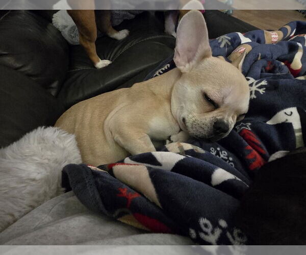 Medium Photo #6 French Bulldog Puppy For Sale in St. Louis Park, MN, USA