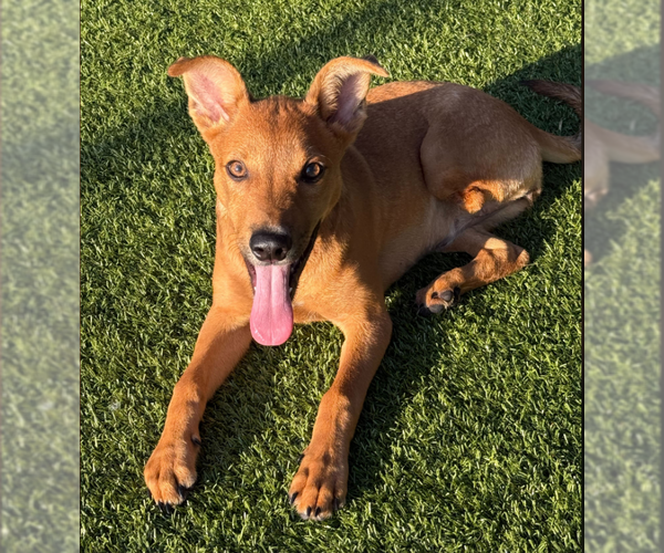Medium Photo #1 Mutt Puppy For Sale in Woodbury, NY, USA