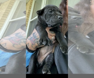 Cane Corso Puppy for sale in ANDERSON, IN, USA