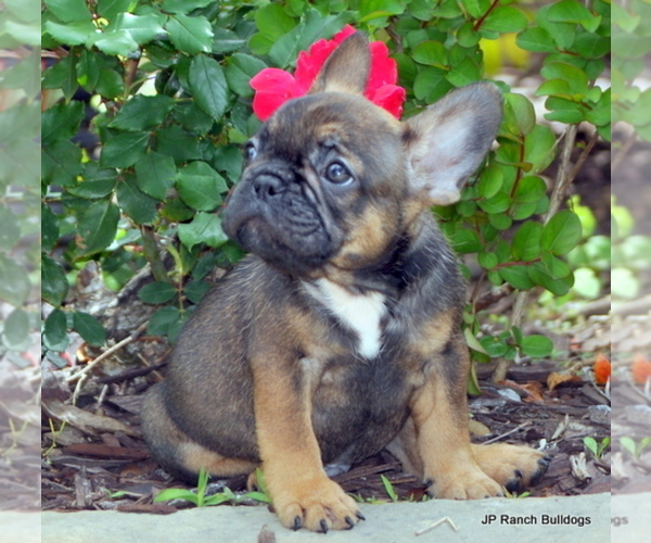 Medium Photo #5 French Bulldog Puppy For Sale in ROYSE CITY, TX, USA