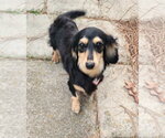 Small #7 Dachshund