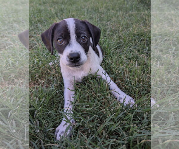 Medium Photo #1 Mutt Puppy For Sale in Davis, CA, USA