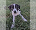 Small Mutt
