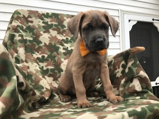 Cane Corso Puppy for sale in PEACH BOTTOM, PA, USA
