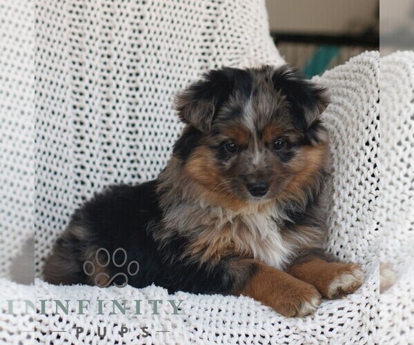 Medium Photo #3 Miniature Australian Shepherd Puppy For Sale in NEW HOLLAND, PA, USA
