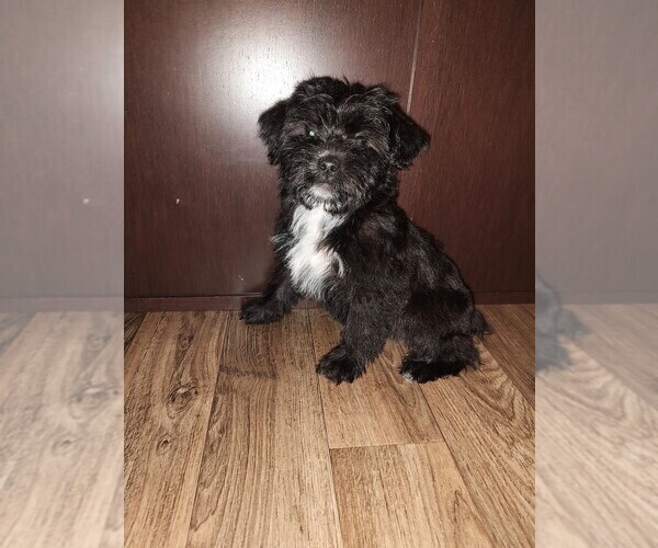 Medium Photo #8 YorkiePoo Puppy For Sale in LAPEER, MI, USA