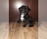 Small Photo #8 YorkiePoo Puppy For Sale in LAPEER, MI, USA