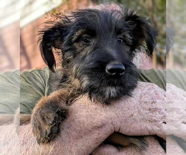 Medium Photo #1 Labrador Retriever-Unknown Mix Puppy For Sale in Aurora, IN, USA