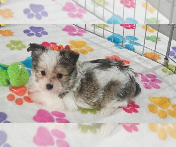 Medium Photo #11 Papitese Puppy For Sale in ORO VALLEY, AZ, USA