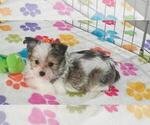 Duke - Male Papitese Puppy for Sale - Photo #11