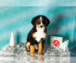 Small Photo #1 Bernese Mountain Dog Puppy For Sale in SHIPSHEWANA, IN, USA