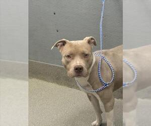 Medium American Pit Bull Terrier Mix