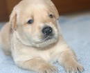 Small #14 Golden Labrador