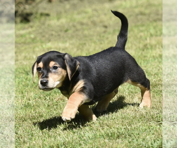 Medium Photo #8 Dachsador Puppy For Sale in Mechanicsburg, PA, USA