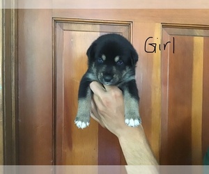 Alaskan Klee Kai-Miniature Australian Shepherd Mix Puppy for sale in GLENDALE, AZ, USA