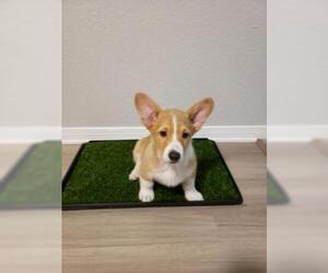 Pembroke Welsh Corgi Puppy for sale in WESTMINSTER, CO, USA