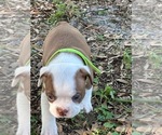 Small Photo #20 Boston Terrier Puppy For Sale in LOXAHATCHEE, FL, USA