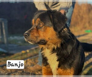 Australian Mountain Dog Dog for Adoption in Foristell, Missouri USA