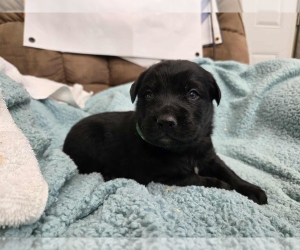 Medium Photo #10 Labrador Retriever Puppy For Sale in HAMILTON, MO, USA