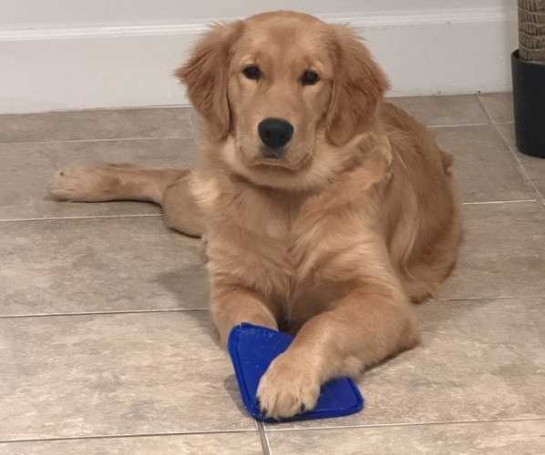 Medium Photo #7 English Cream Golden Retriever Puppy For Sale in ORLANDO, FL, USA