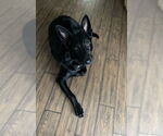 Small #1 German Shepherd Dog Mix