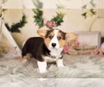 Small Photo #8 Pembroke Welsh Corgi Puppy For Sale in WARSAW, IN, USA