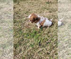 Shih Tzu Puppy for sale in TROUT, LA, USA