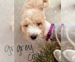 Small Photo #53 Goldendoodle Puppy For Sale in WEST PLAINS, MO, USA
