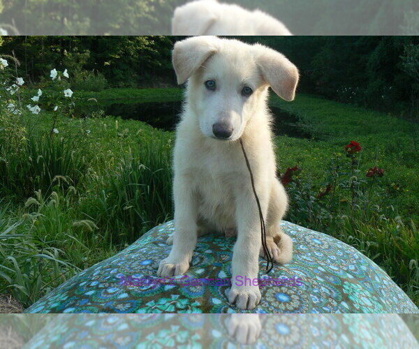 Medium Photo #6 German Shepherd Dog Puppy For Sale in PIEDMONT, MO, USA