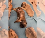 Small Photo #6 French Bulldog Puppy For Sale in BUFFALO VALLEY, TN, USA