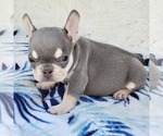 Small Photo #8 French Bulldog Puppy For Sale in HESPERIA, CA, USA