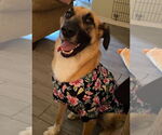 Small #1 Anatolian Shepherd