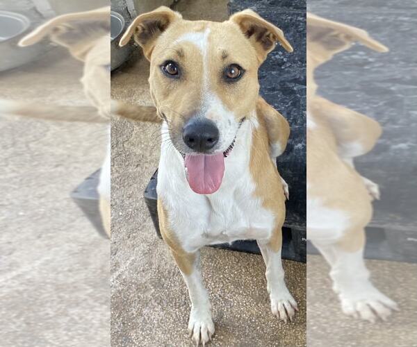 Medium Photo #8 Jack Russell Terrier-Rhodesian Ridgeback Mix Puppy For Sale in Virginia Beach, VA, USA