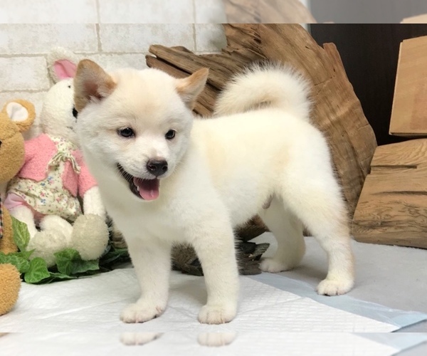 Medium Photo #6 Shiba Inu Puppy For Sale in SAN JOSE, CA, USA